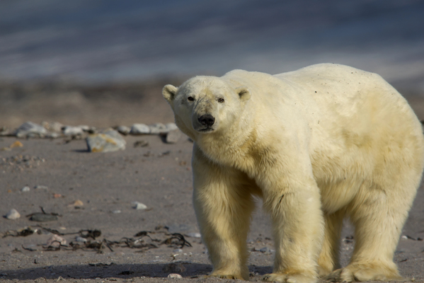 Green Claims Green claims - Image of a polar bear near water