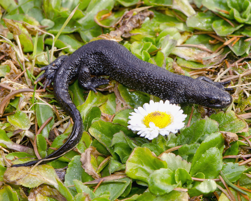 ISO 14001 - image of a great crested newt on grass next to a daisy