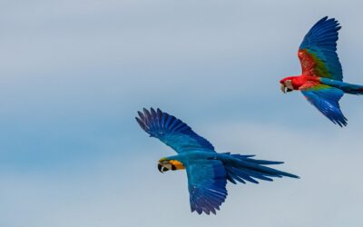 UN Sustainable Development Goals: A Blueprint for a More Sustainable Future