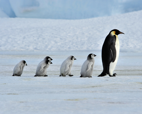 PFAS Plan - Image of a penguin being followed by young penguins
