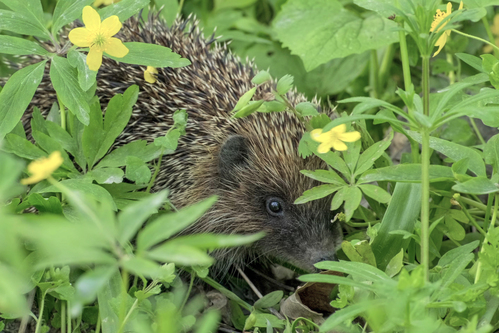 Hedgehog in greenery